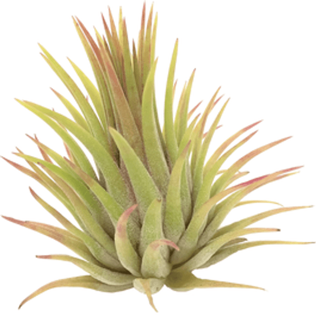 Tillandsia ionantha rubra L