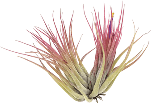 Tillandsia scaposa XL