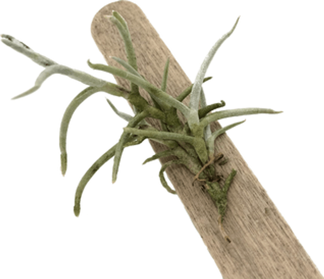 Tillandsia mollis