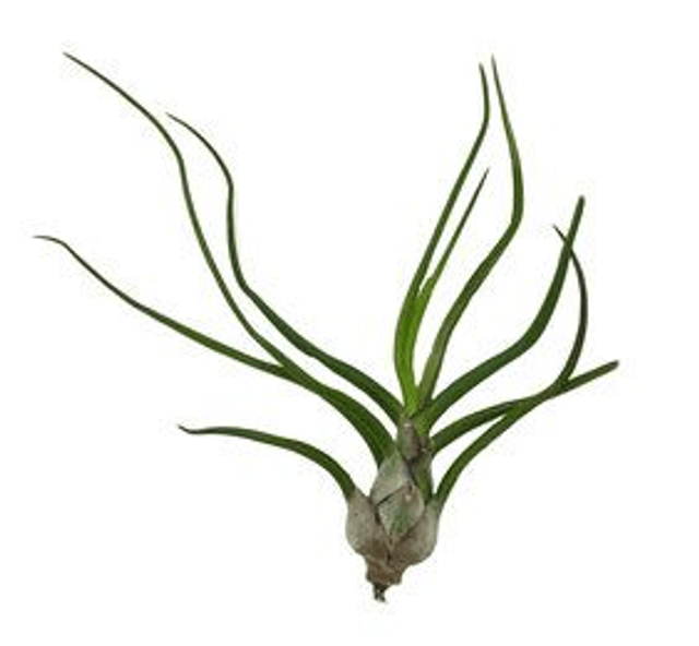 Tillandsia bulbosa L