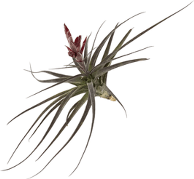 Tillandsia latifolia var latifolia