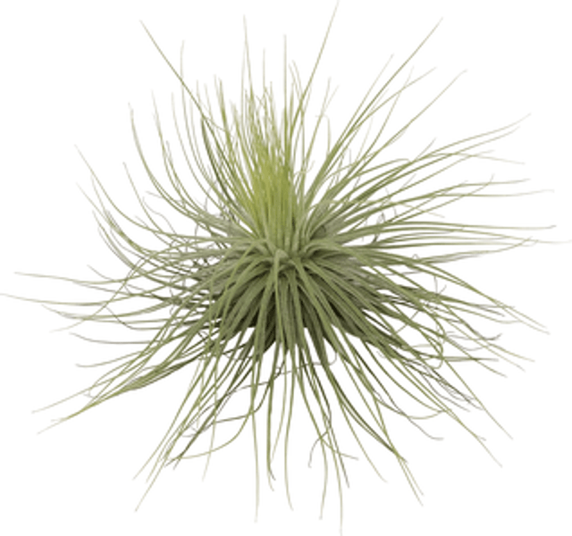 Tillandsia magnusiana L