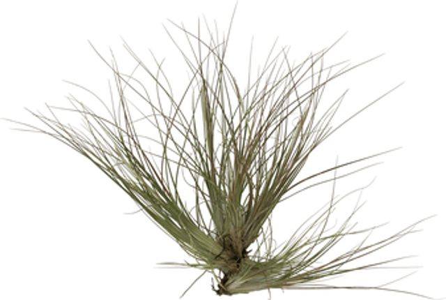 Tillandsia chaetophylla