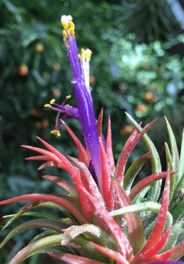 Tillandisa ionatha mexico grupo L