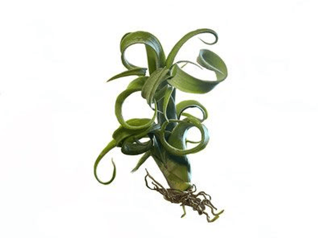 Tillandsia curly slim