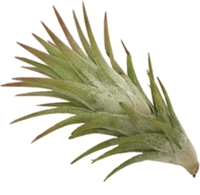 Tillandsia ionantha vanhyningii L