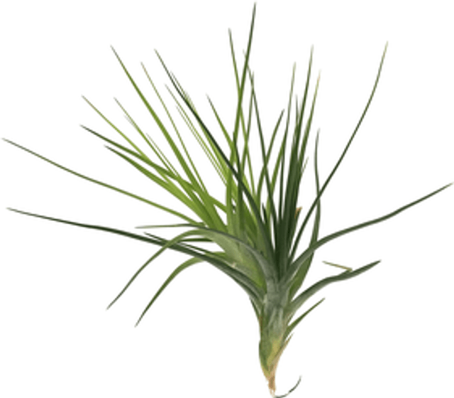 Tillandsia caulescens