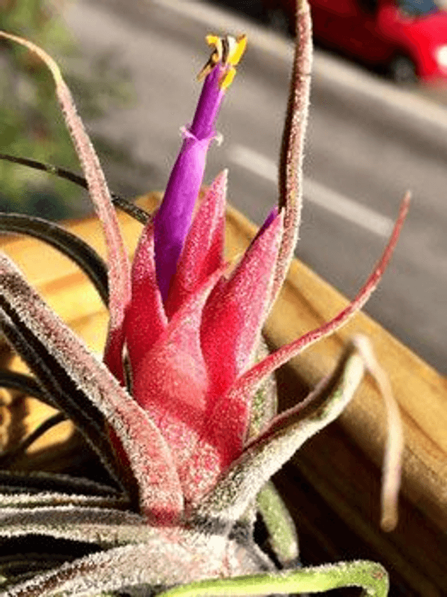Tillandsia pruinosa L