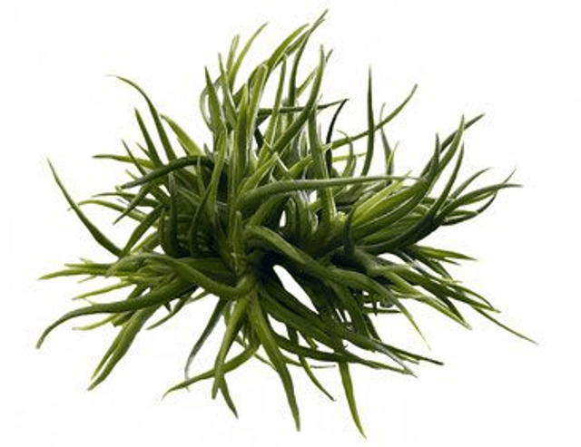 Tillandsia bandensis