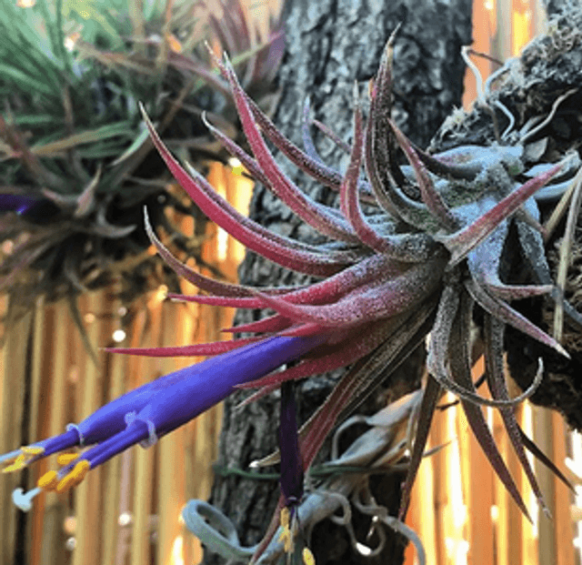 Tillandsia ionantha rubra L