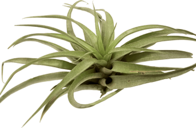 Tillandsia capitata peach XL