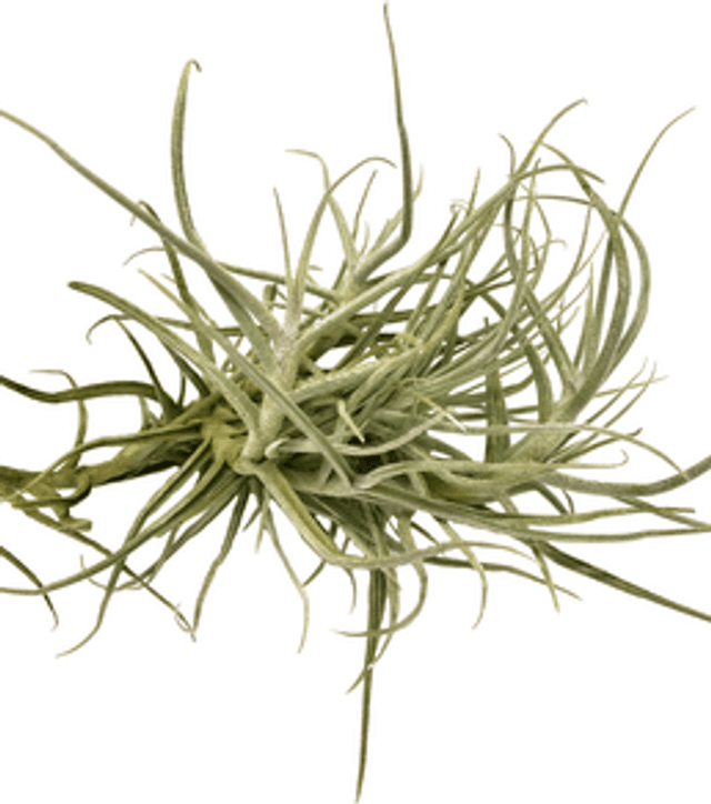Tillandsia arhiza minor