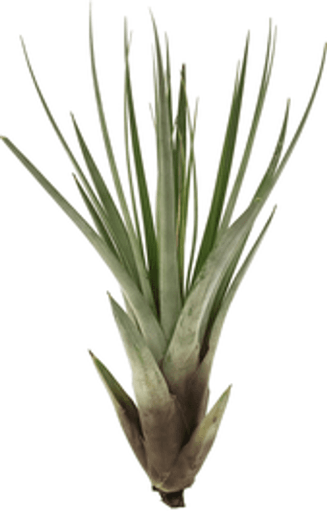 Tillandsia fasciculata L