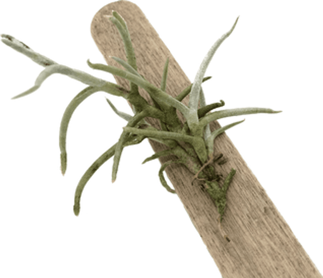 Tillandsia mollis
