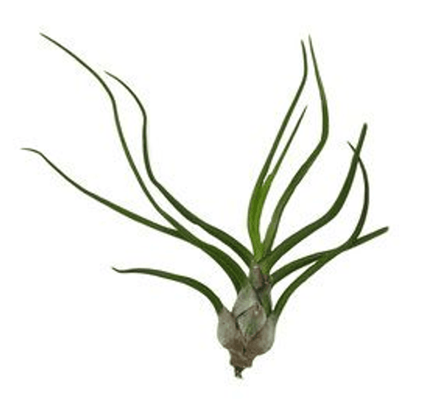 Tillandsia bulbosa L