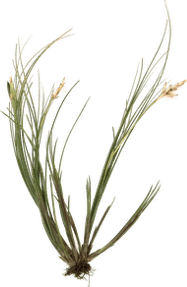 Tillandsia remota