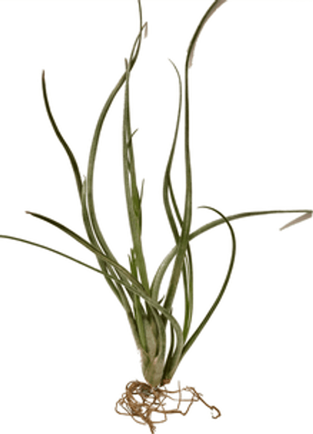 Tillandsia baileyi cometa Halley