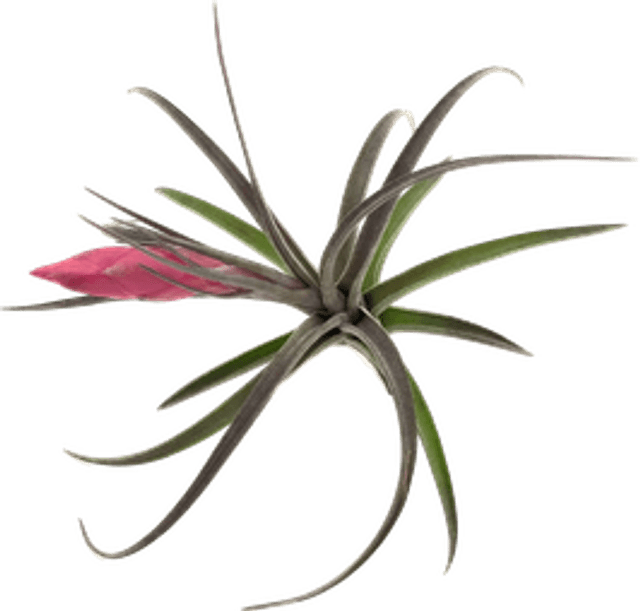 Tillandsia aeranthos nigra