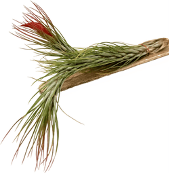 Tillandsia funckiana