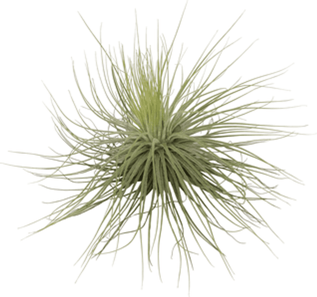 Tillandsia magnusiana L