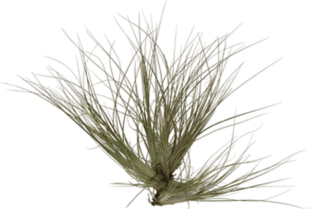 Tillandsia chaetophylla