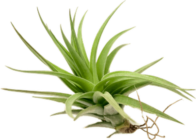 Tillandsia aeranthos dark flower