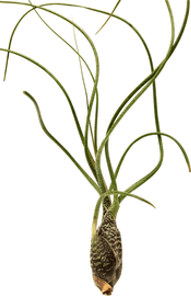 Tillandsia butzii M