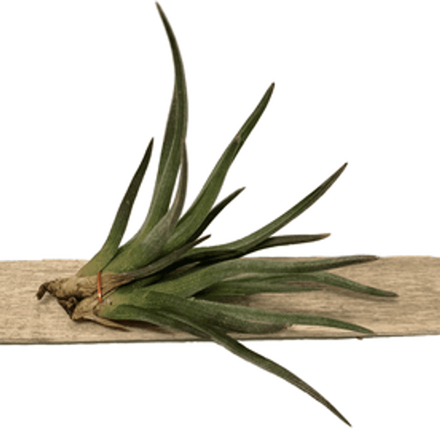 Tillanddsia argentina