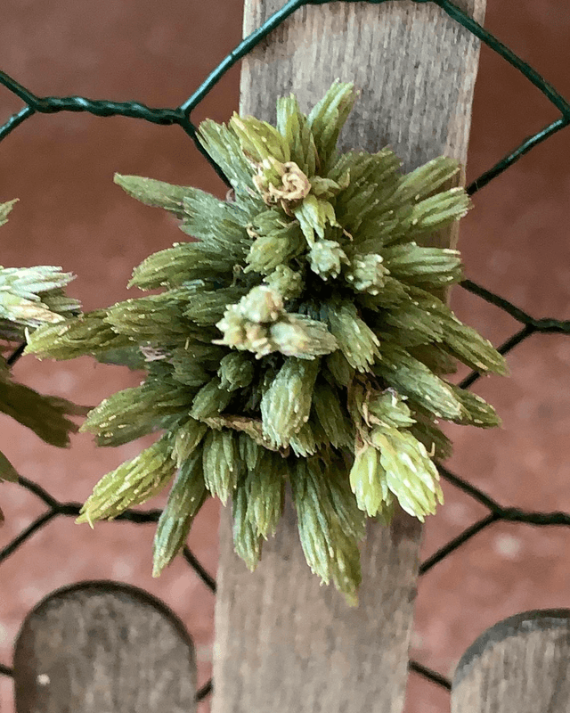 Tillandsia minutiflora