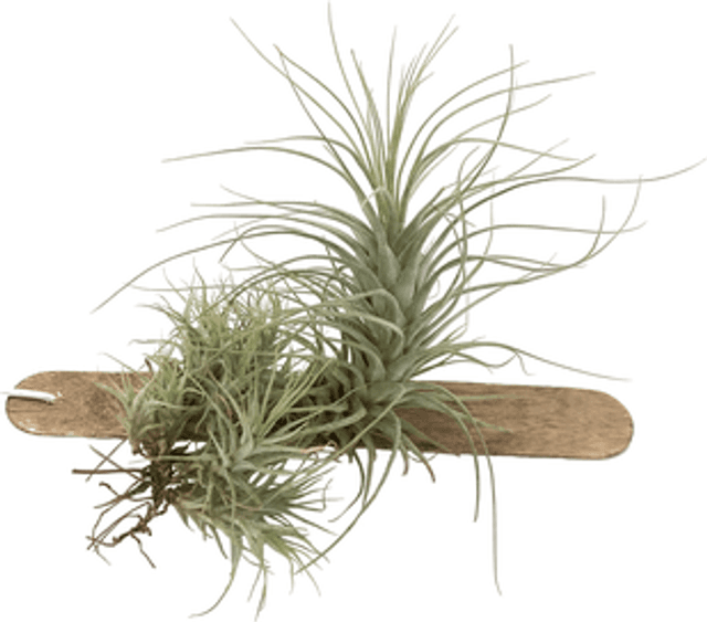 Tillandsia heteromorpha