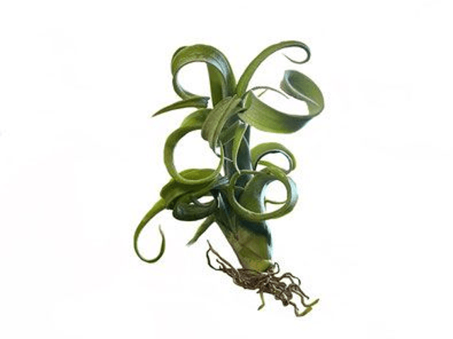 Tillandsia curly slim
