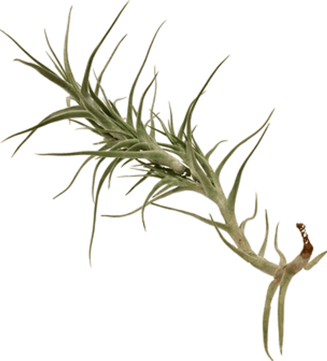 Tillandsia diaguitensis