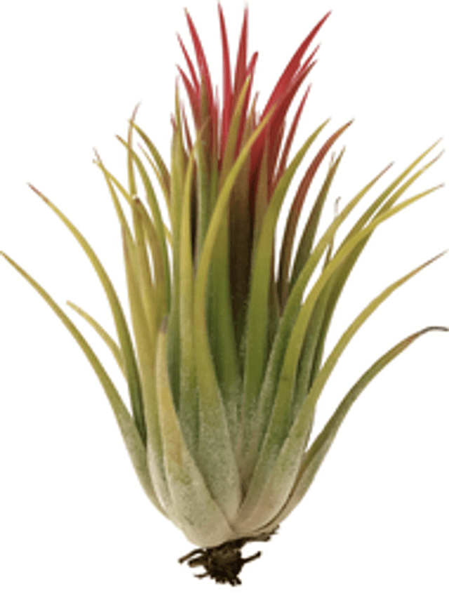 Tillandsia ionantha var ionantha