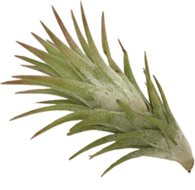 Tillandsia ionantha vanhyningii L