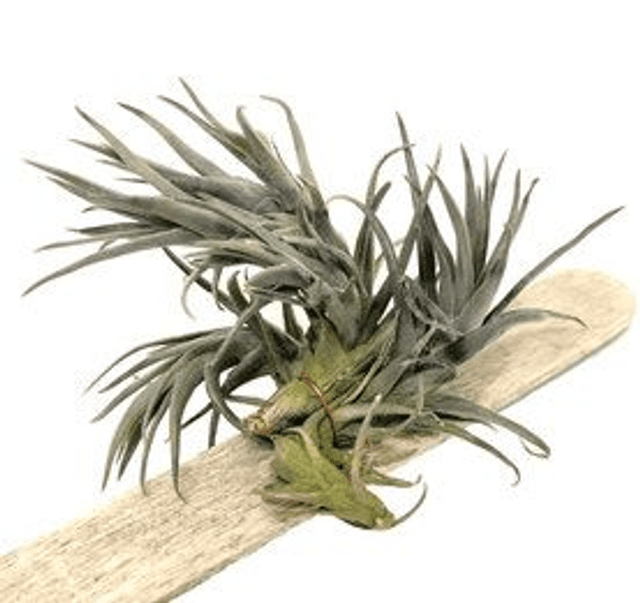 Tillandsia aeranthos enana del Brasil