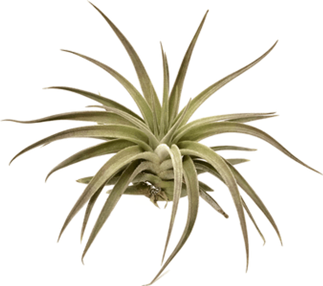 Tillandsia didisticha