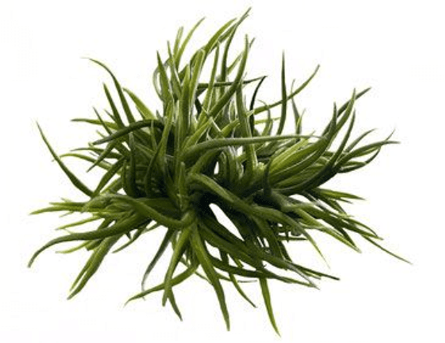 Tillandsia bandensis