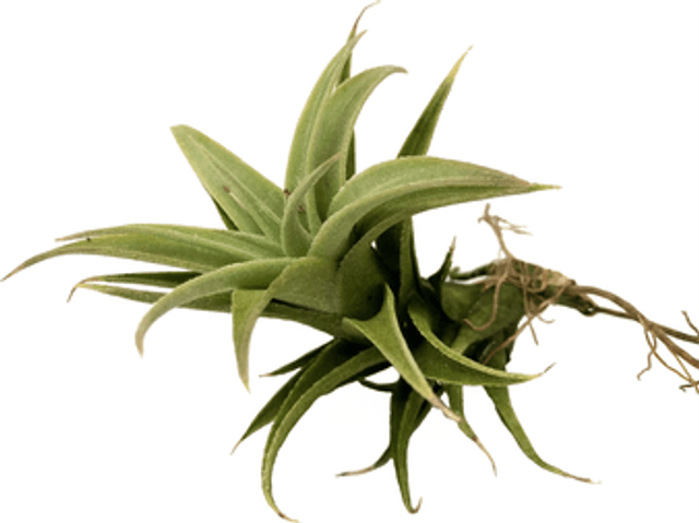 Tillandsia edithae verde