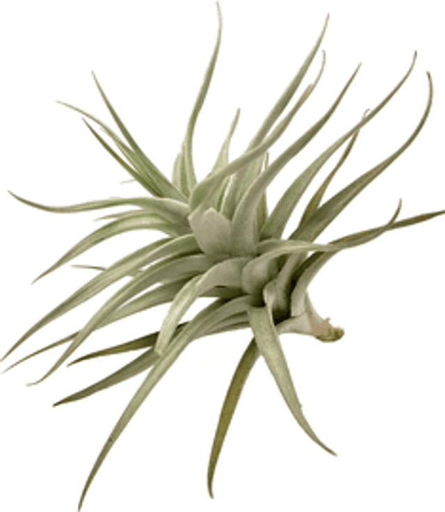 Tillandsia albida grisea