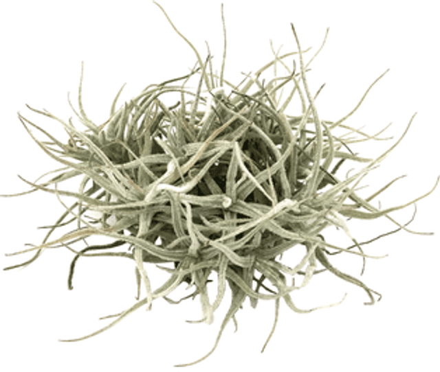 Tillandsia chusgonensis